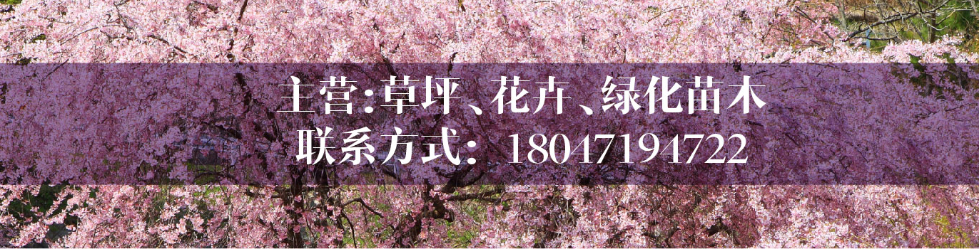 呼和浩特出售各类绿化工程苗木，榆叶梅、女贞、紫叶稠李