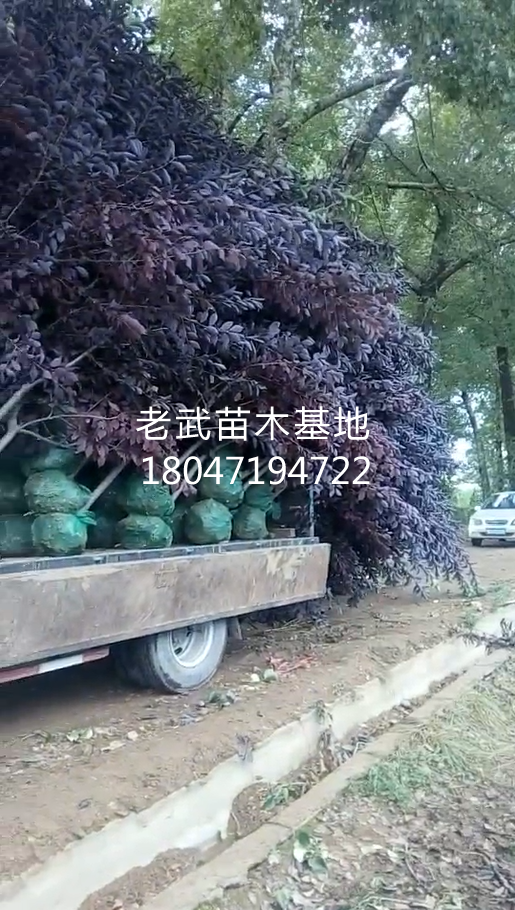 紫叶稠李土球装车